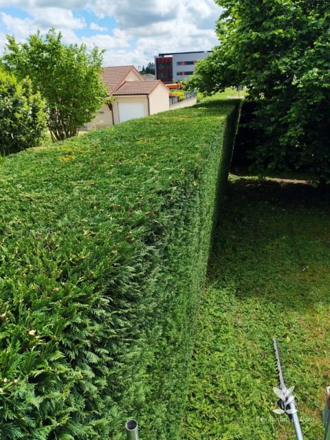 Haie de thuyas taillée au cordeau le long d'un jardin